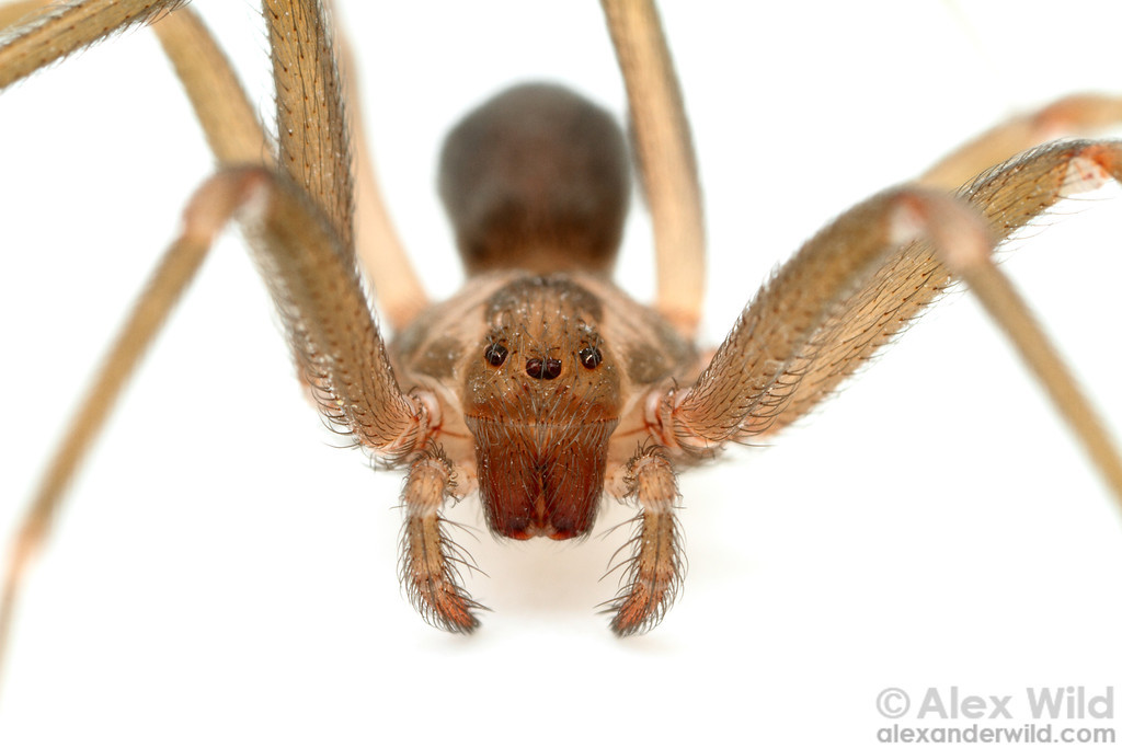 brown_recluse1-XL_AlexWild
